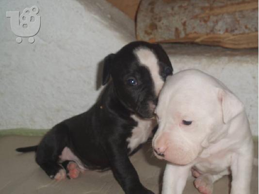 pitbull